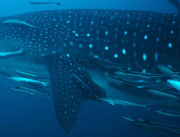 0cfe4a84-52d9-454e-b5fd-fac66c93c7f5