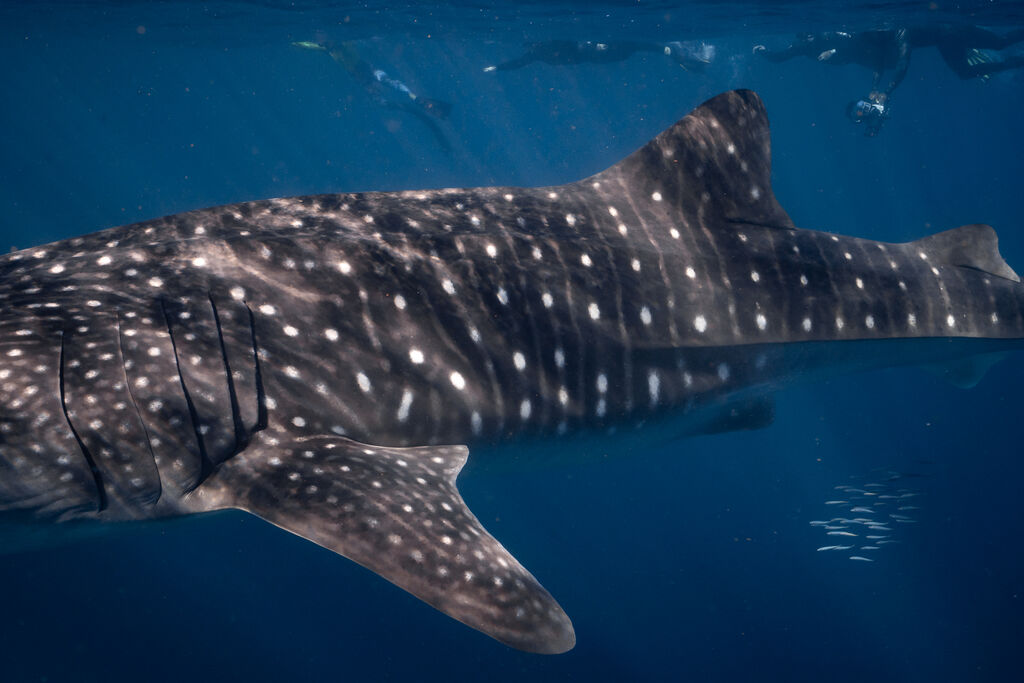 8ab086ae-9261-4749-8f17-6f320296646c