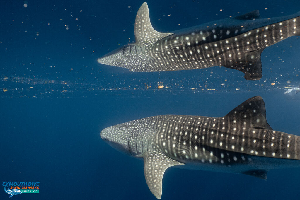 0604c09d-0451-4e5a-8577-8d356c5be2eb