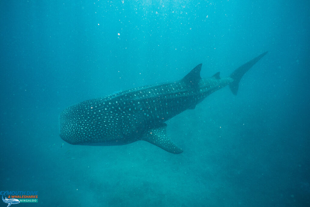 80ff5eb6-02cf-4916-802d-4431e120e691