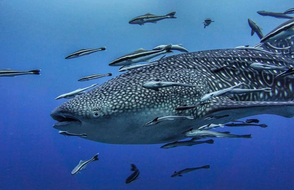 1f166e61-2b96-46f8-8698-42e45f8ade88