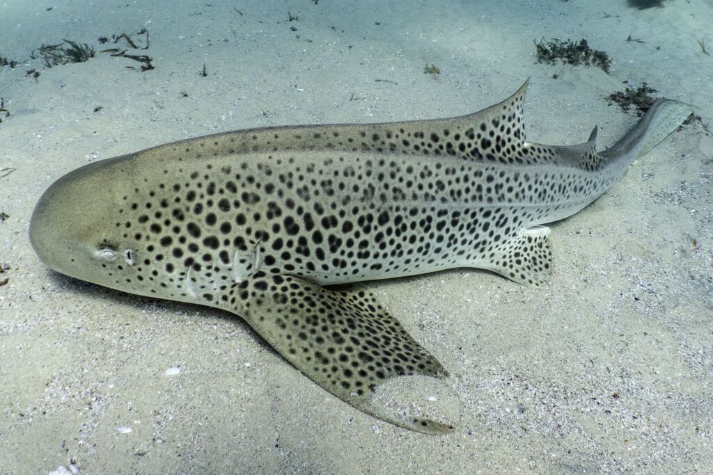 e1149b78-10ec-429a-8046-12462ec225fc