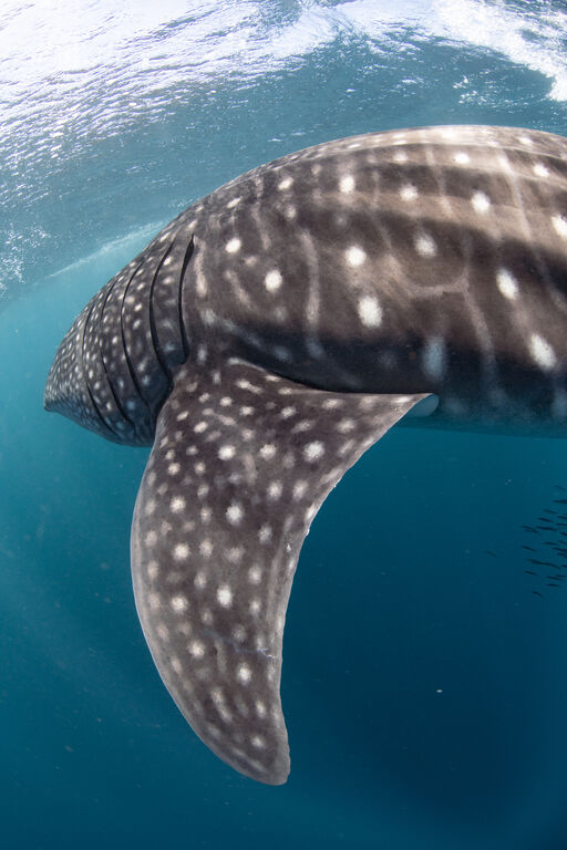 947b0e2e-ed1f-4c1c-9c01-c1209d0cb370