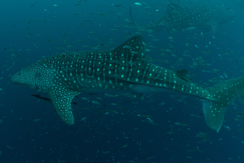 180a5677-999e-4484-a9cd-49d9876dba16