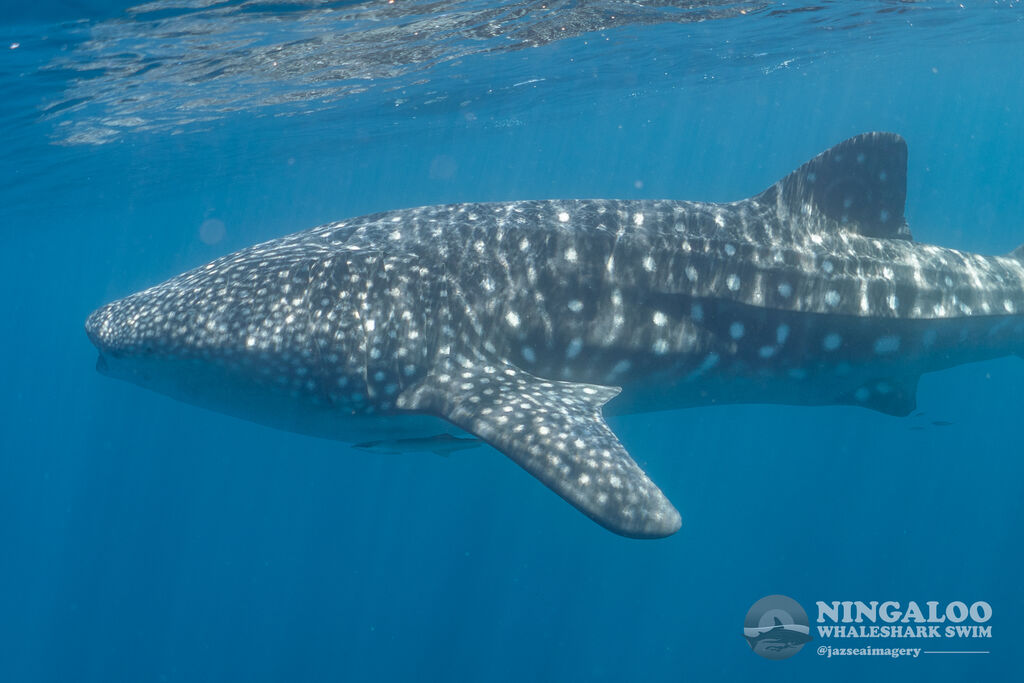 0a6b49a8-1017-4996-a57d-718742b3a7f5