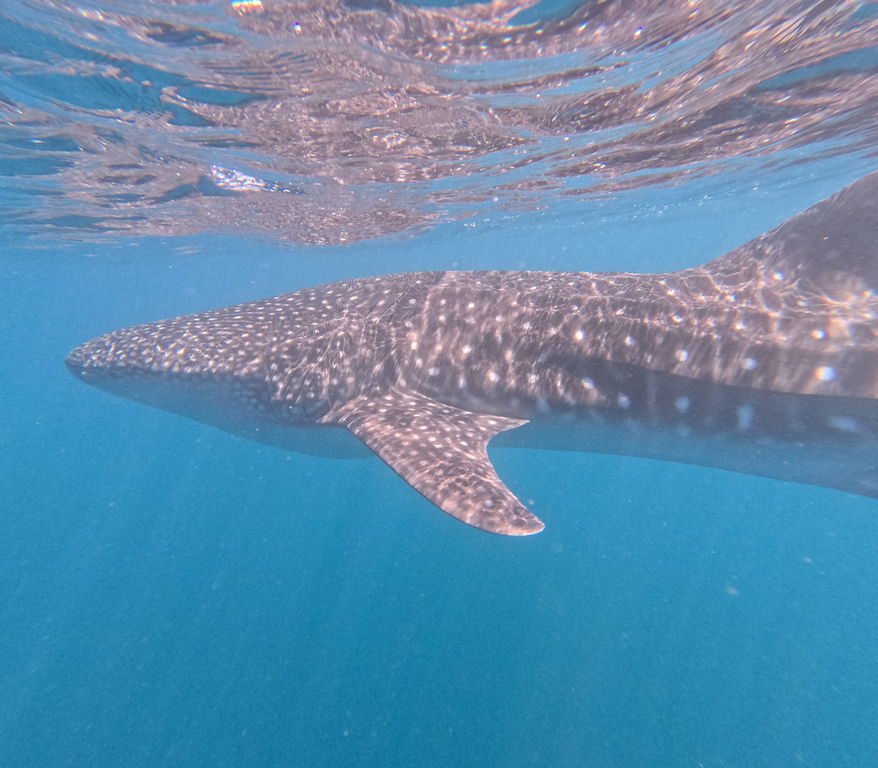 c4abd894-e812-4c24-9bf0-9cea26b0f984