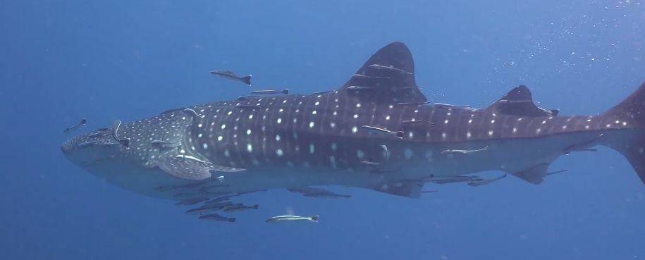 5d7240cf-0eb5-4353-aad4-be8369f4c875