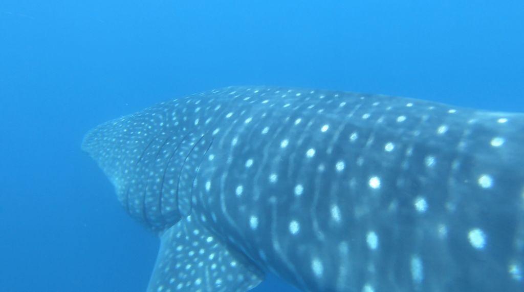 c7567d39-896e-44ec-9192-af699d5b2580