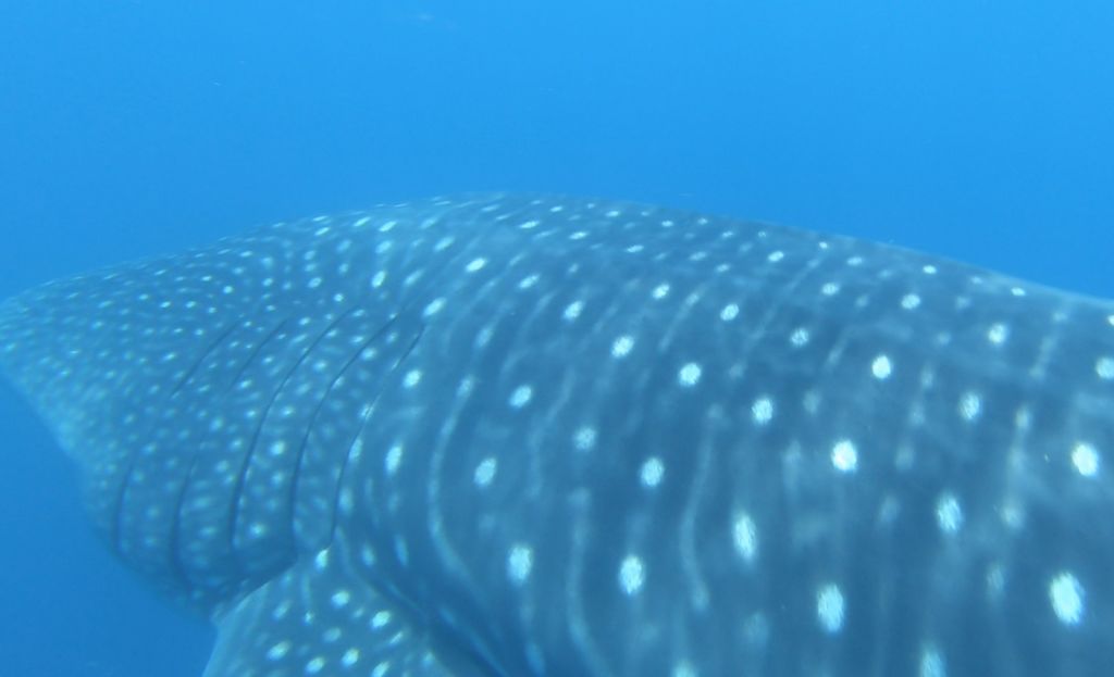 c7567d39-896e-44ec-9192-af699d5b2580