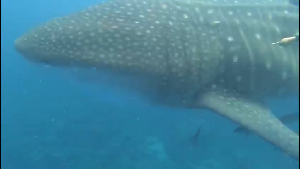 91bce728-6614-408d-af4a-1ba83c39742c