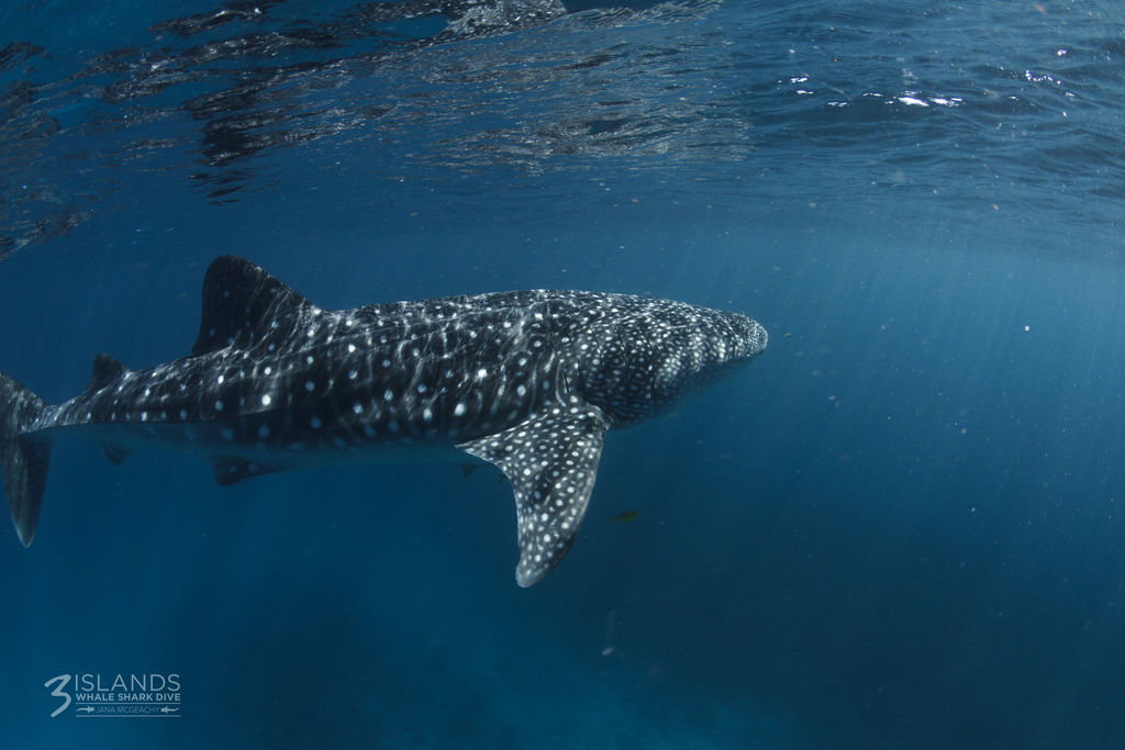 55cf4eb3-0381-4723-af35-2a4a70c3954b