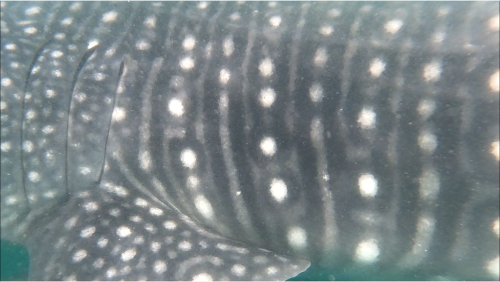 32d42706-b6df-455a-b6fc-1000194f1907