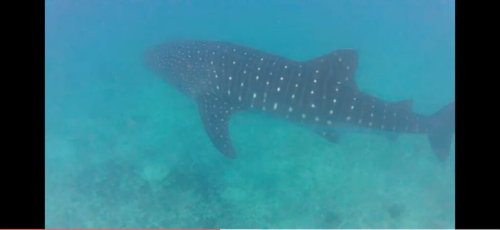 d6a3ecde-d000-4253-9877-9ad14f0d43c9