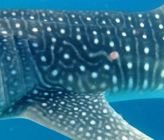 55eecf3d-d8b8-42d9-a253-40fb4b86b4fc