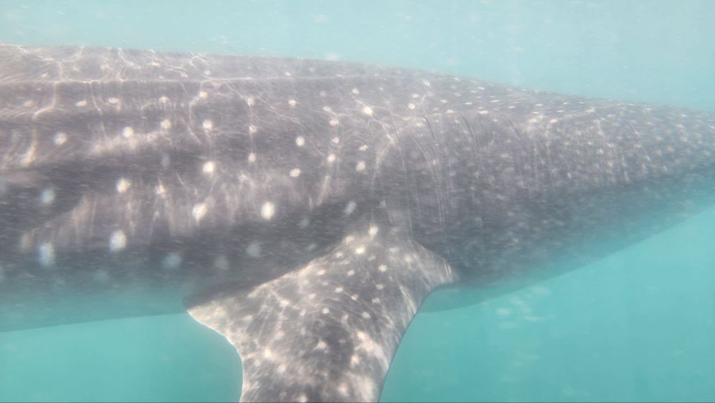 8f80adf6-c39b-4531-bd82-87742597f65d