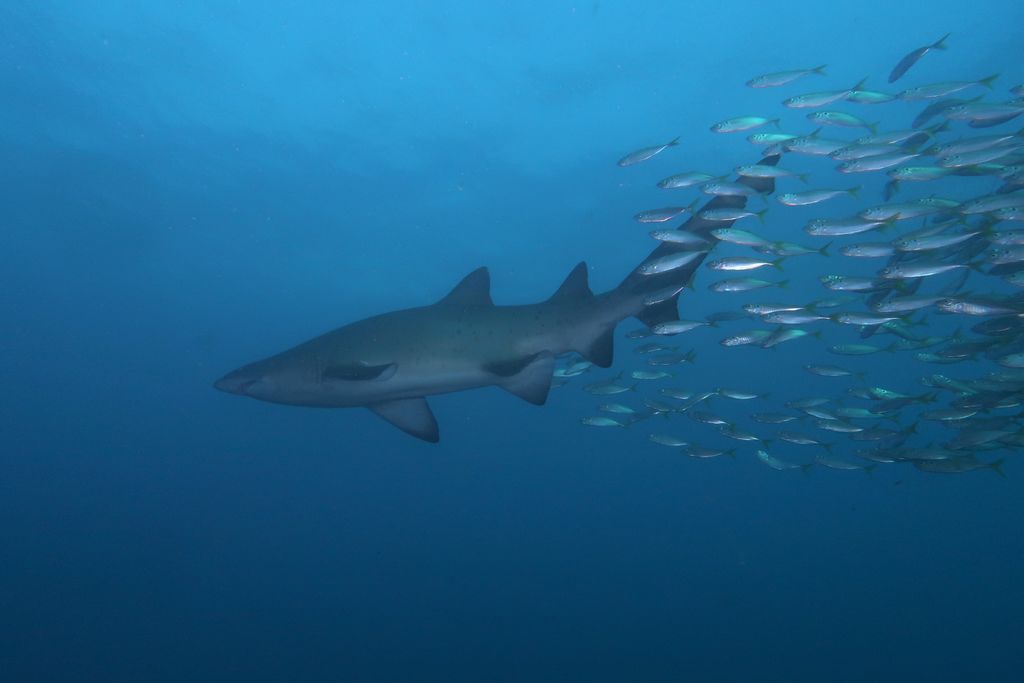 20ada251-c83c-4404-b30d-3b789ffaf995