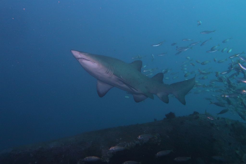 20ada251-c83c-4404-b30d-3b789ffaf995