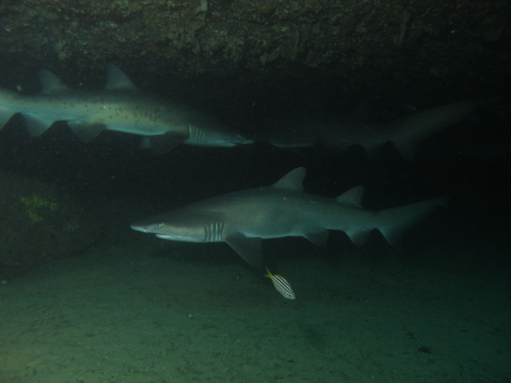 7f962089-7467-4050-a52b-7b7746019e82