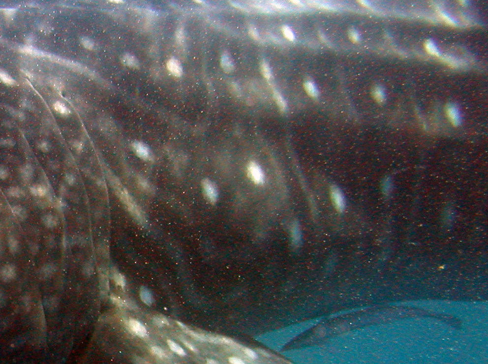 a1a1cd4c-ac00-4482-8965-fa615c36ec67