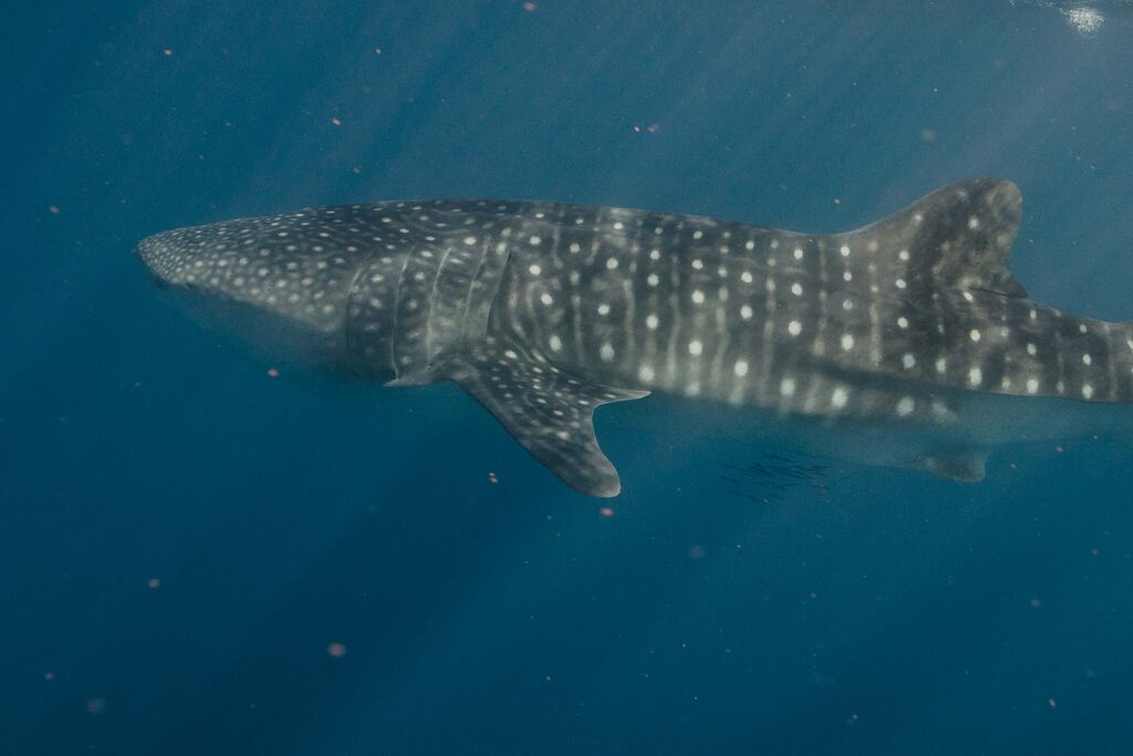 070ba93e-cc5b-4d4e-93ea-4c35bf018fa2