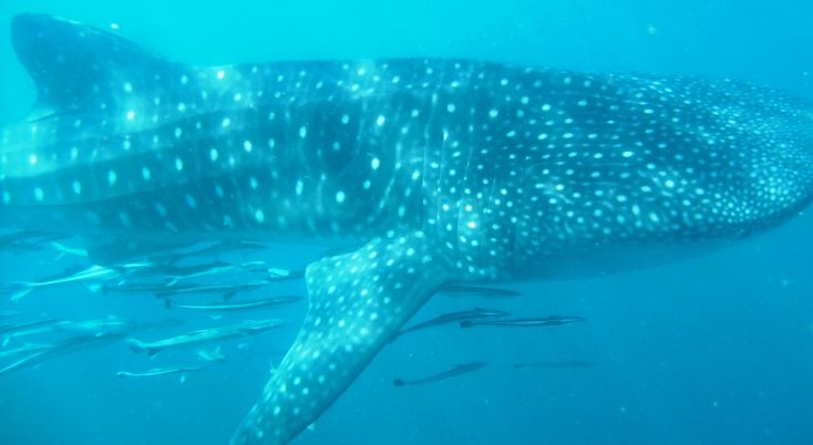 cba3146d-327e-4d74-b242-c571fcafc9c1