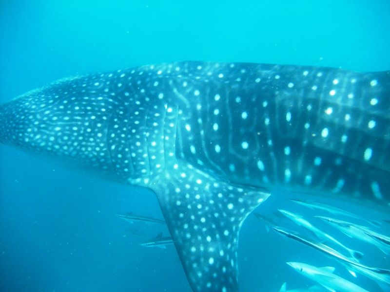 cba3146d-327e-4d74-b242-c571fcafc9c1