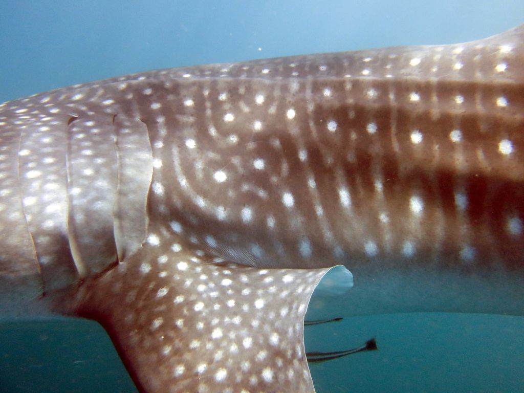 78d0af4e-7da3-4841-9776-1707f458b444