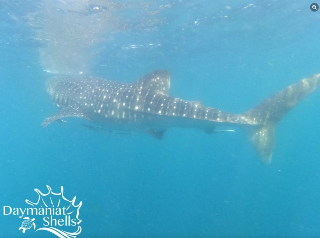 b0ea559e-08e9-4d85-b99c-d0f9f5d9ecb6