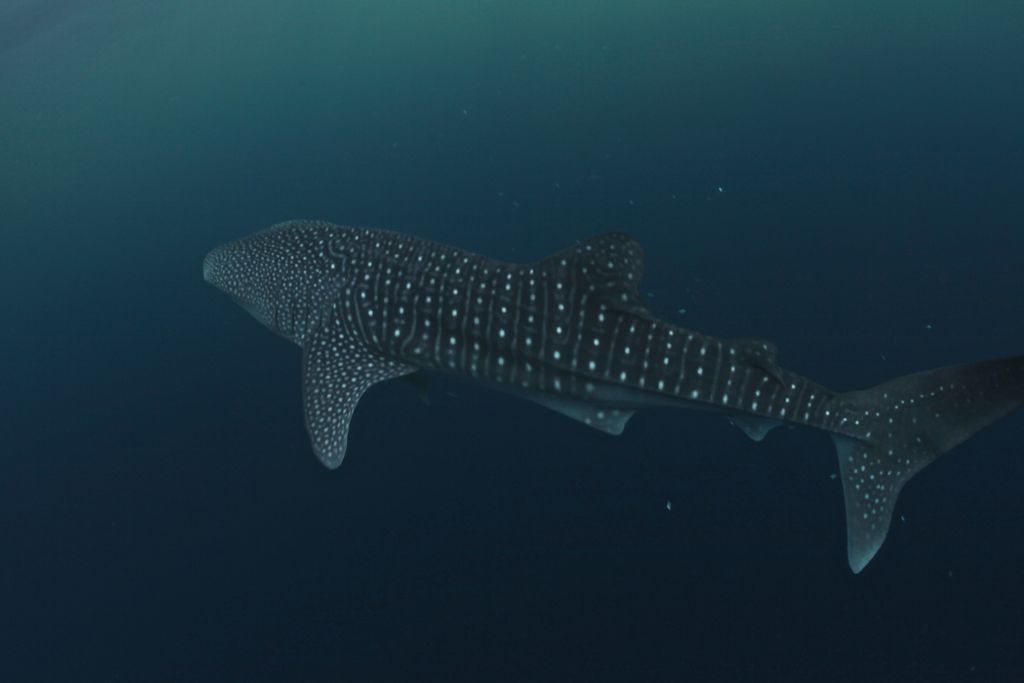 1527b240-ecd1-4beb-9e65-ce58598e9f75