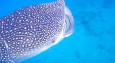 a2133e0f-073a-49e3-a876-b0faa6be0d7e