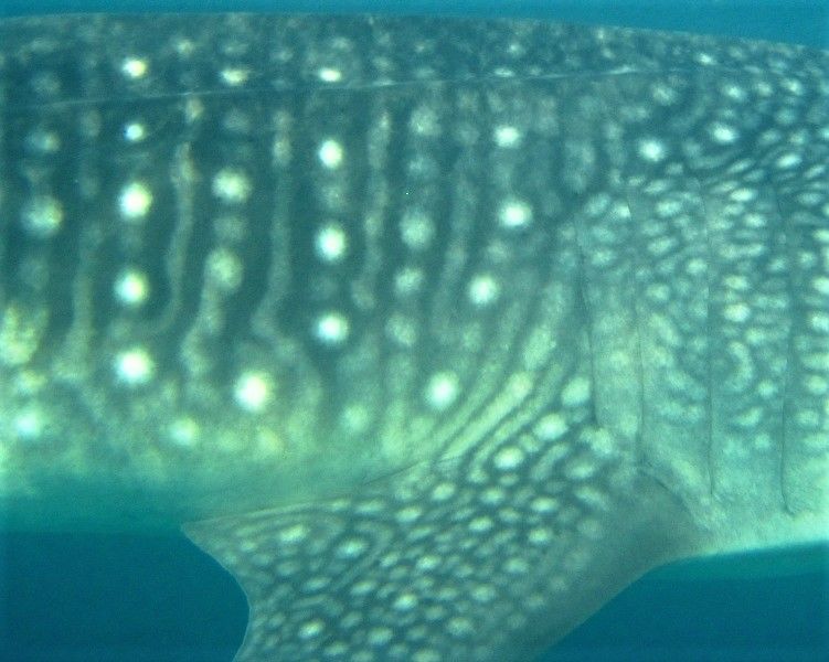 ad05f91d-ff54-47b5-b8b0-51d4800c0ea4