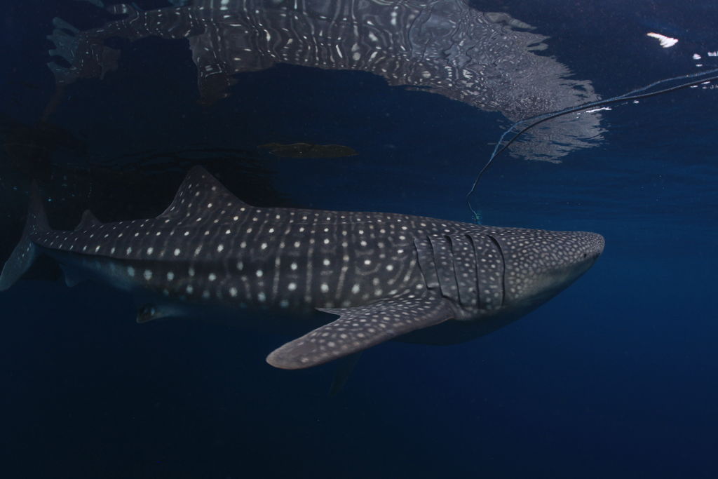 742d4923-4576-4487-8bd4-fbb44d9b1dab