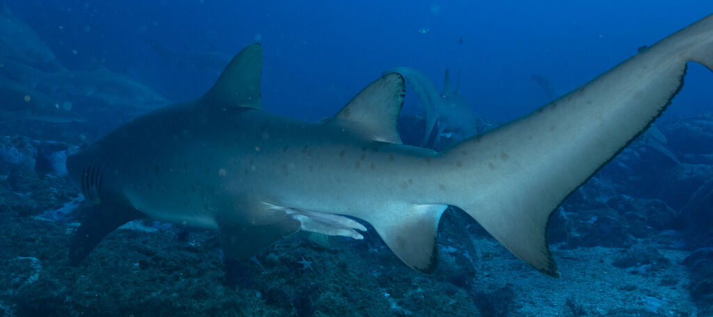 c4564cf5-51f6-4a5a-9097-50035f40e46d