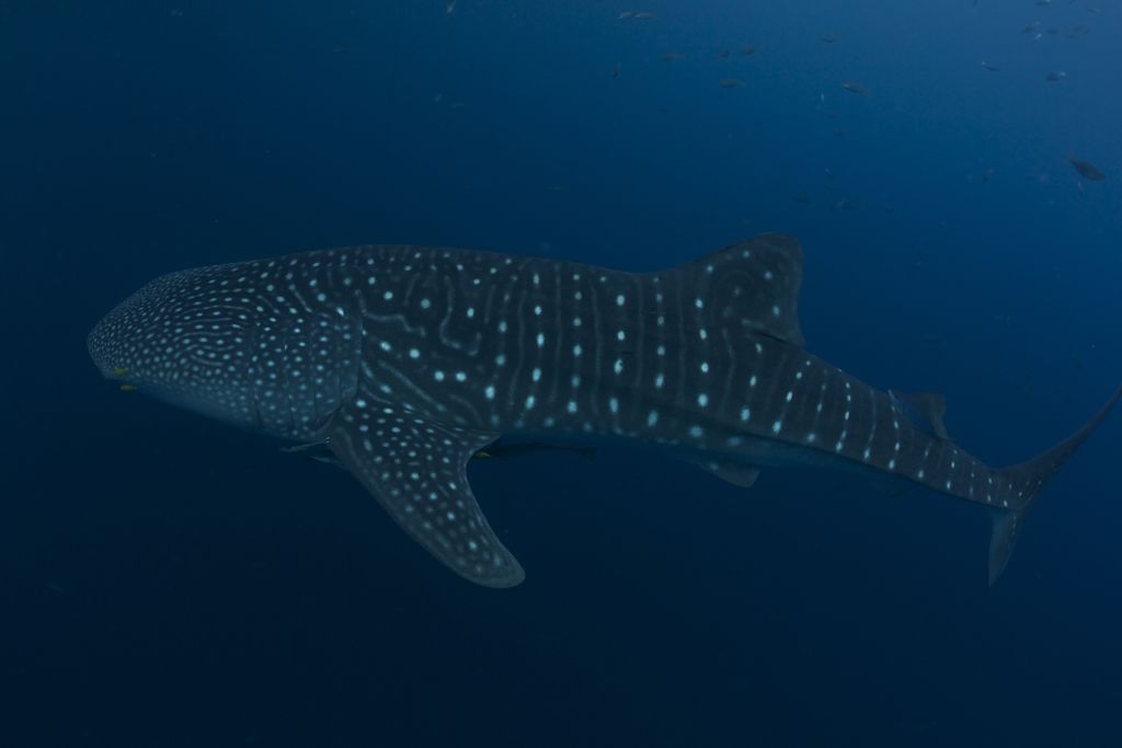 aa128390-5def-4c10-b1f0-6a9d7cd6b1e3