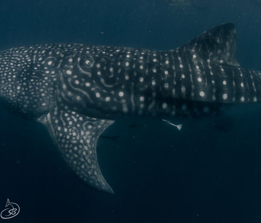 0ba29b9e-b966-4126-802f-a0ee9d10f369