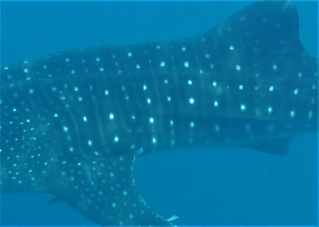 0c73eb3d-c87a-4359-ac91-9b8f43b1aa82