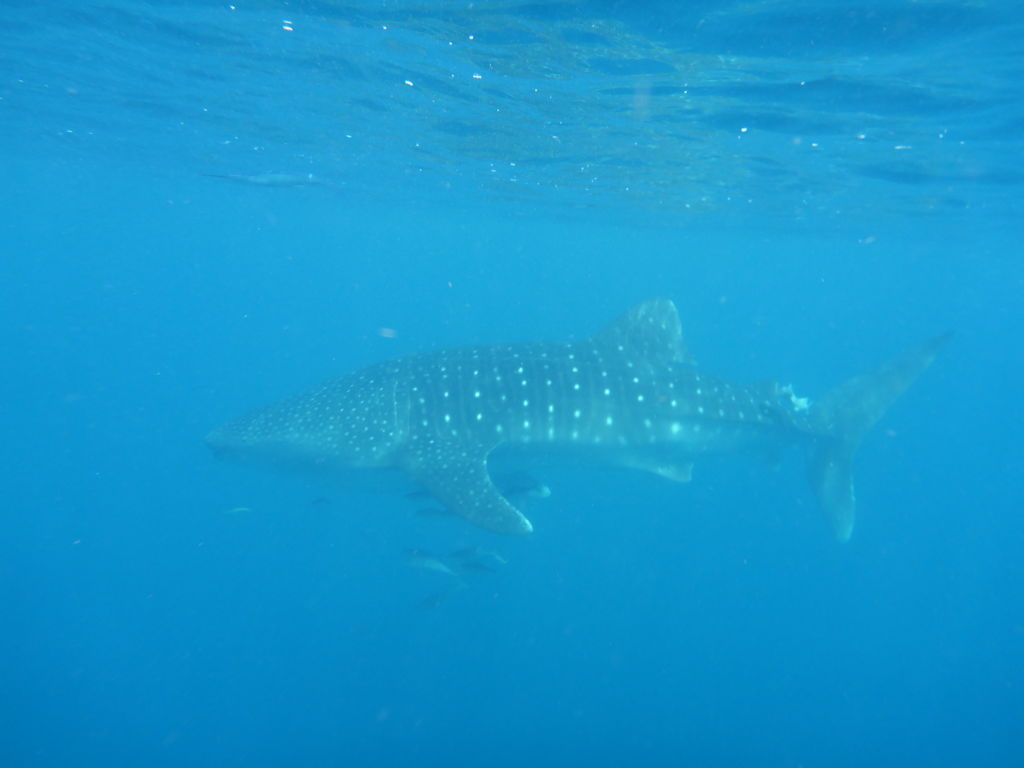 0c73eb3d-c87a-4359-ac91-9b8f43b1aa82