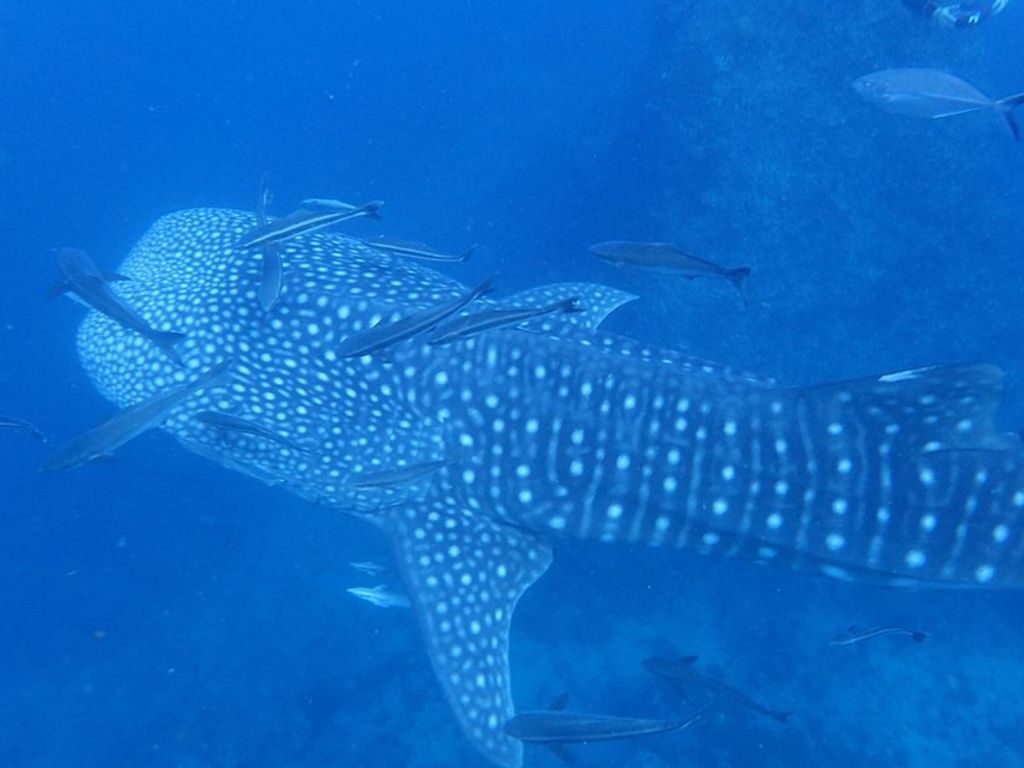 557dffe6-6557-47c3-bc44-929928fedfbc