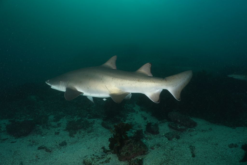 bed83f1b-2b57-4eb5-b99c-b5034253d5c4