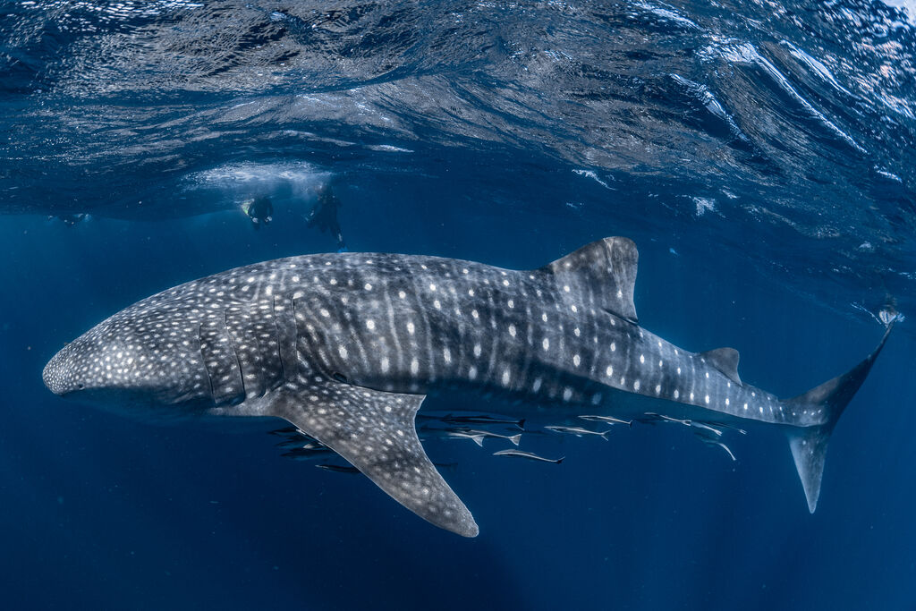 6ae51eec-e358-4ff4-9f59-952596593d63