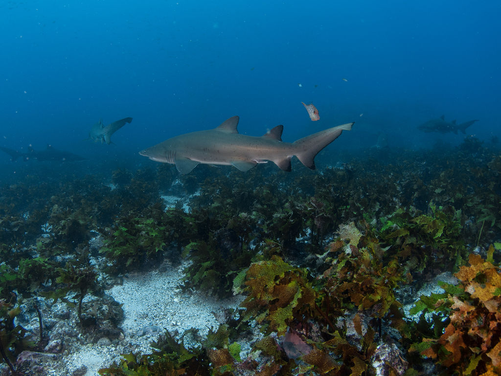 d0095a2c-03e9-4d7f-b535-0a88d3ac33af