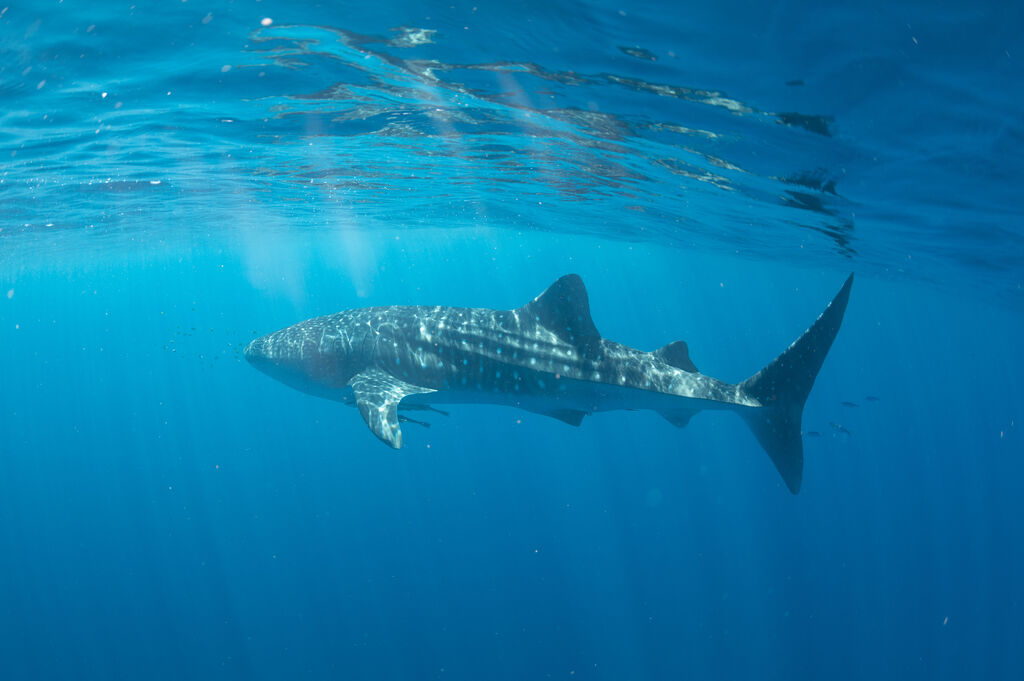 4d68c684-50c0-42a1-a8db-c3a9ad71fb30