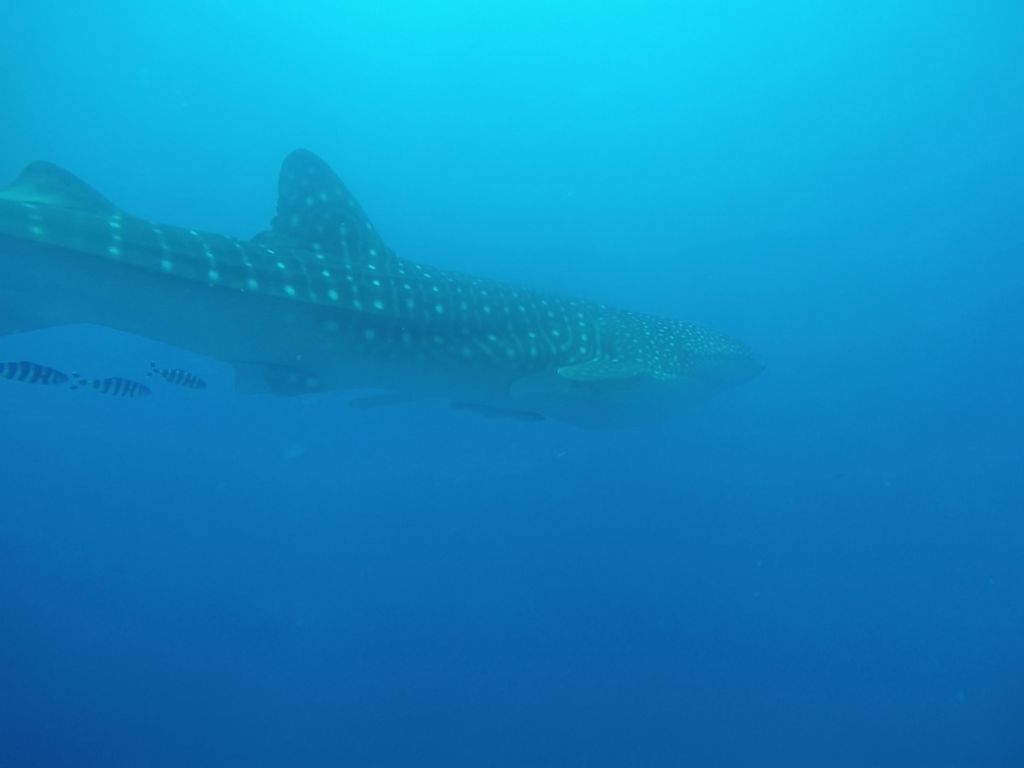 cd5f25ee-0f33-4a11-a78b-9f428e498134