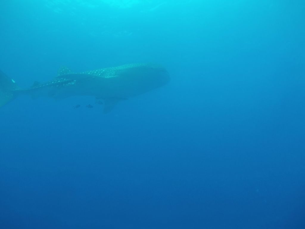 cd5f25ee-0f33-4a11-a78b-9f428e498134