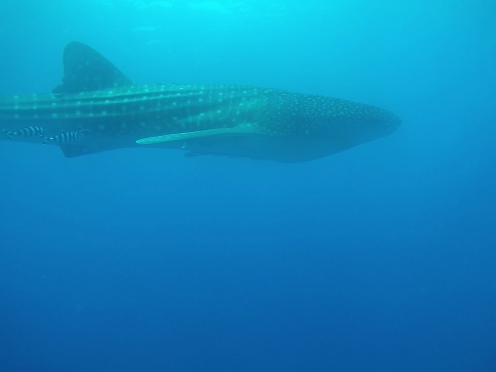 cd5f25ee-0f33-4a11-a78b-9f428e498134