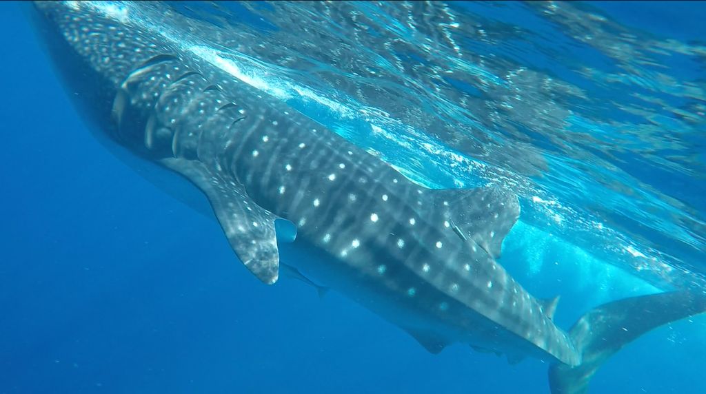 e345c585-94c7-425d-8509-cf14c2e16722