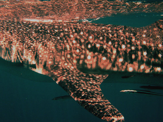 741495b2-d35b-4293-98db-6fecdbbe9479