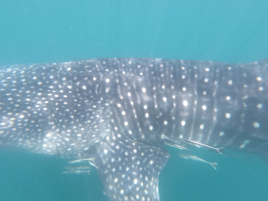 4faa6695-5287-473c-ad7c-6880f7992263