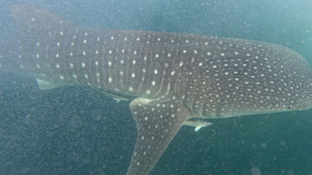 5553b0da-c886-453a-8ba8-605fa39d0c83