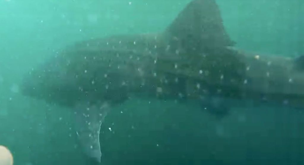 5553b0da-c886-453a-8ba8-605fa39d0c83